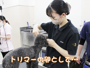 プロトリマーを目指して！